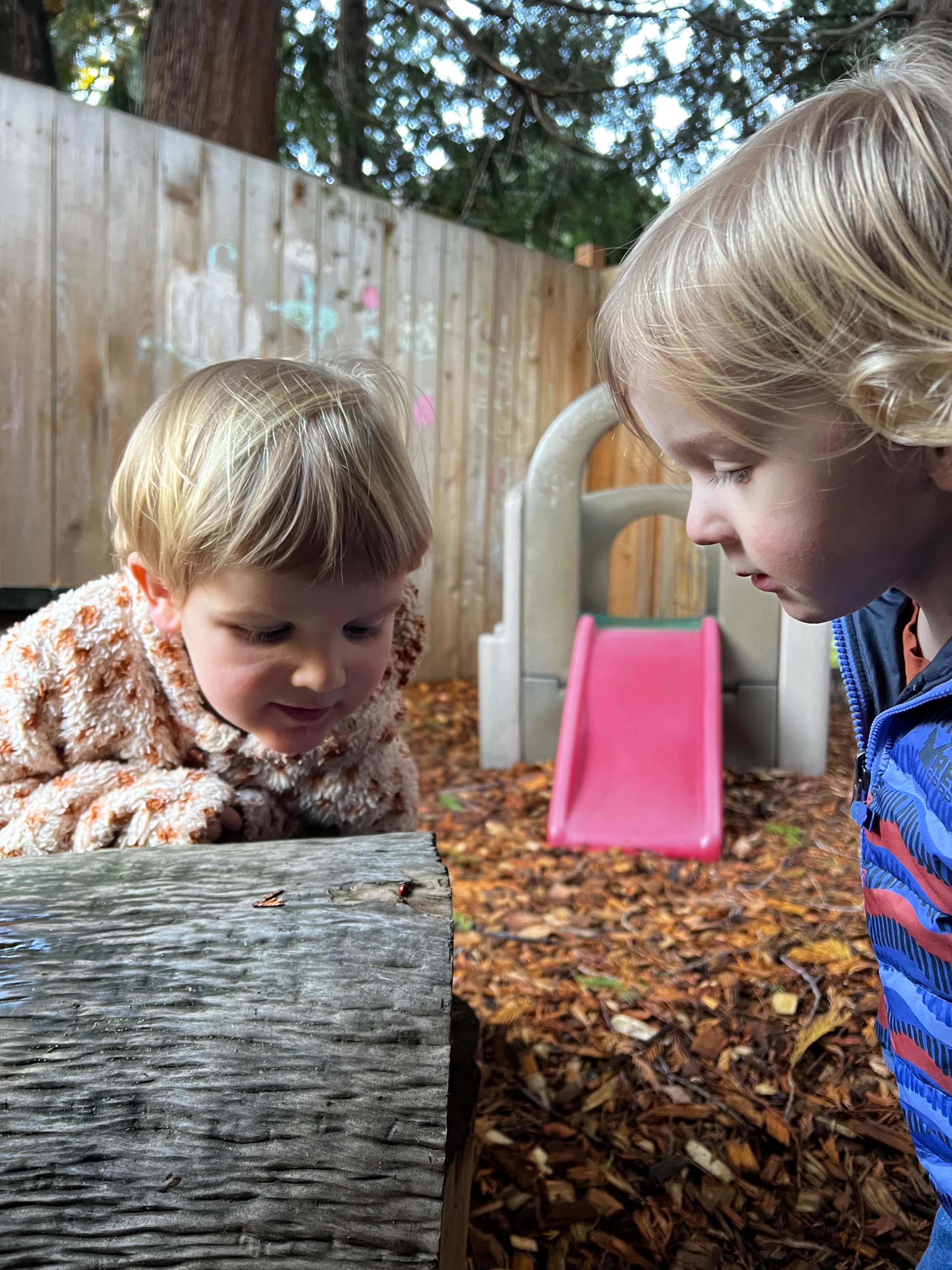 Two toddler boys observe a ladybug on a log on the playground.
